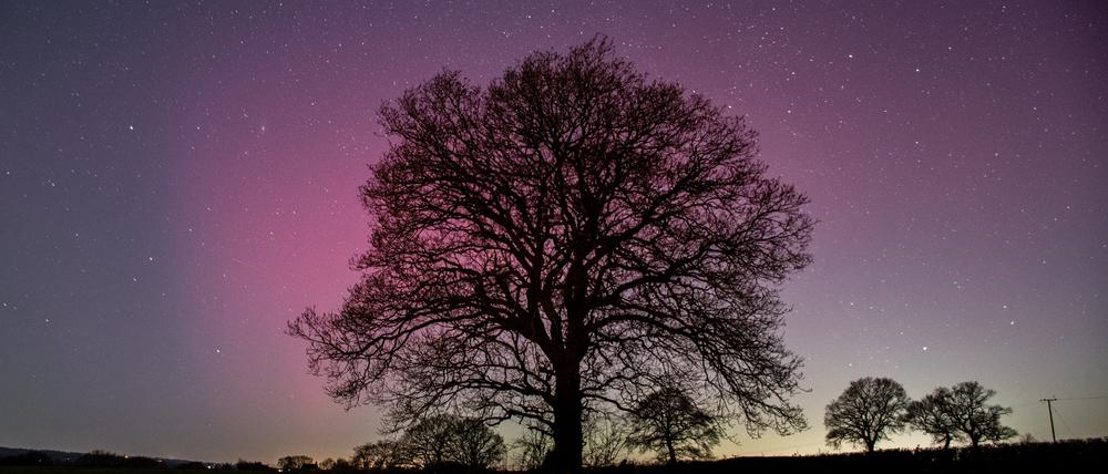 Polarlichter leuchten über dem britischen Shropshire, veröffentlicht mit Genehmigung vom Twitter-Account von Alex Murison. 