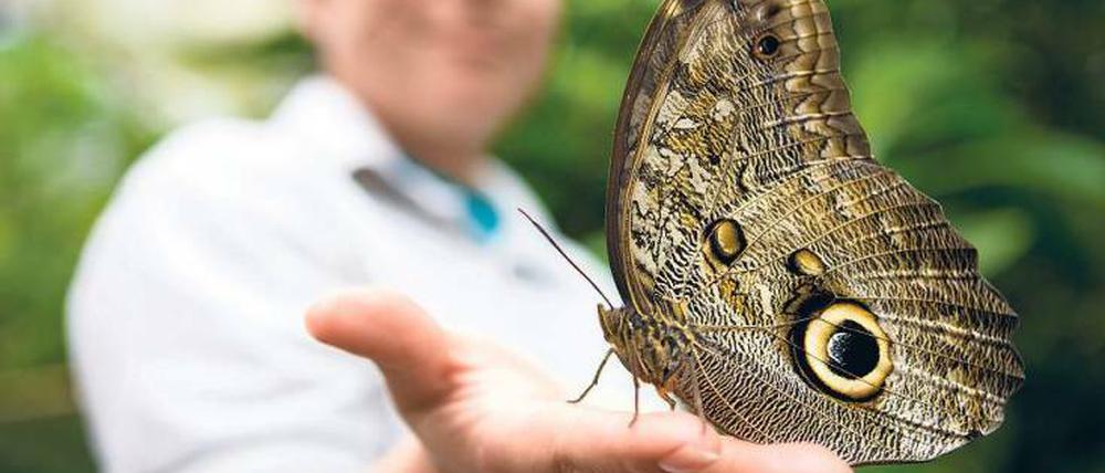 Gigantisch. Im Waldschutzgebiet Mindo lebt nicht nur dieser Bananenfalter, auch rund 500 Vogelarten wie Kolibri und Papagei wurden gezählt.