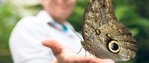 Gigantisch. Im Waldschutzgebiet Mindo lebt nicht nur dieser Bananenfalter, auch rund 500 Vogelarten wie Kolibri und Papagei wurden gezählt.