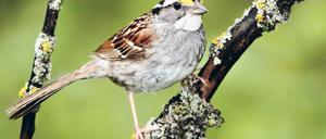 Erhört. Untersucht wurden die Reaktionen von Weißkehlammern. Foto: picture-alliance