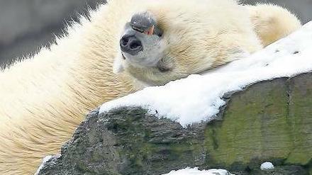 Die fühlt sich eisbärenwohl. Weibchen Aika in ihrem Gehege in Friedrichsfelde. Für Um- und Ausbau der Bärenanlagen in Zoo und Tierpark sammelt auch die GSW. 