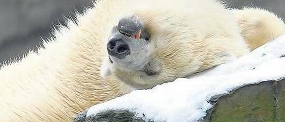 Die fühlt sich eisbärenwohl. Weibchen Aika in ihrem Gehege in Friedrichsfelde. Für Um- und Ausbau der Bärenanlagen in Zoo und Tierpark sammelt auch die GSW. 