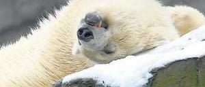 Die fühlt sich eisbärenwohl. Weibchen Aika in ihrem Gehege in Friedrichsfelde. Für Um- und Ausbau der Bärenanlagen in Zoo und Tierpark sammelt auch die GSW. 