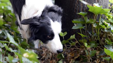 Wenn Tiere erst mal durchs Grün laufen. Ein Border Collie schnüffelt sich bei einem Spaziergang durch sein Revier.