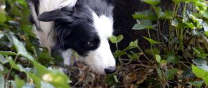 Wenn Tiere erst mal durchs Grün laufen. Ein Border Collie schnüffelt sich bei einem Spaziergang durch sein Revier.
