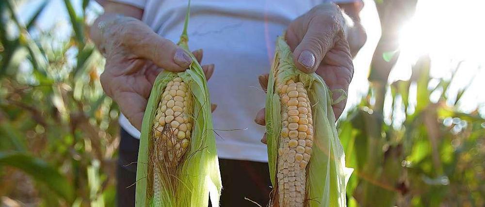 Realwirtschaftliche Ursachen für die Preissteigerungen bei Agrarrohstoffen: Die wachsende Bevölkerung in vielen Entwicklungsländern, das steigene Pro-Kopf-Einkommen und der zunehmende Fleischkonsum. 