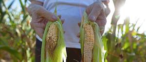 Realwirtschaftliche Ursachen für die Preissteigerungen bei Agrarrohstoffen: Die wachsende Bevölkerung in vielen Entwicklungsländern, das steigene Pro-Kopf-Einkommen und der zunehmende Fleischkonsum.