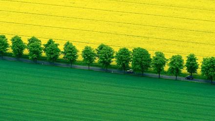 Neue Energie. Auf vielen Anbauflächen in Deutschland wachsen Pflanzen wie Raps, die vorwiegend für alternative Energiegewinnung eingesetzt werden.