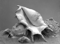Five Shells. Von Imogen Cunningham, um 1930 fotografiert.