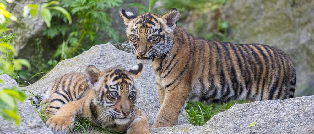Ede und Kuno heißen die beiden Tiger-Brüder.