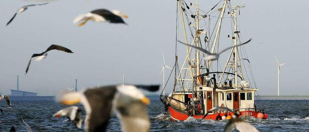 Kampf gegen die Überfischung: Das EU-Fischereirecht wurde reformiert.