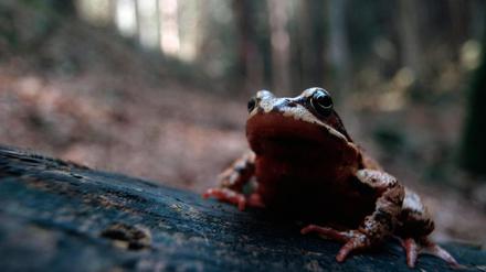 Lichte Kronen im Wald lassen mehr Sonne an junge, nachwachsende Bäume, aber auch mehr Wärme an den Boden – das ist problematisch etwa für Grasfrösche, die es eher feucht mögen. 