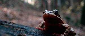 Lichte Kronen im Wald lassen mehr Sonne an junge, nachwachsende Bäume, aber auch mehr Wärme an den Boden – das ist problematisch etwa für Grasfrösche, die es eher feucht mögen. 