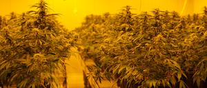 THC-haltige Cannabis-Pflanzen in einer legalen Zuchtanlage in der Schweiz.