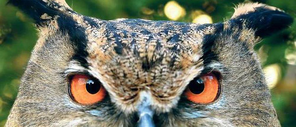 Beute im Blick. Der Uhu ist ein Raubvogel, der vor allem in den Nacht- und Dämmerungsstunden jagt. Dabei hat er es auf kleine Säugetiere und Vögel abgesehen. 
