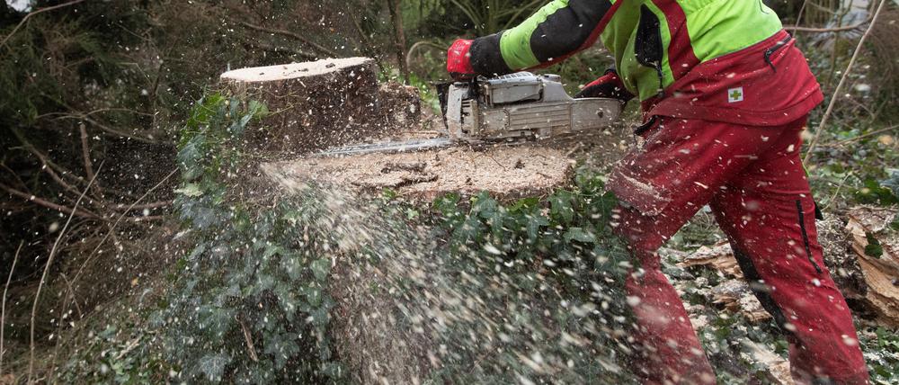 Ein Baum wird abgesägt.