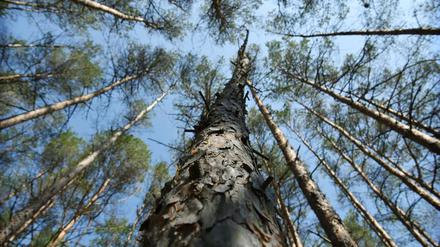 Kiefern, Kiefern, Kiefern - Brandenburgs Wälder sind mitunter eher monoton. Ob das im Klimawandel so bleiben kann oder sich ändern muss, wird in Eberswalde erforscht. 