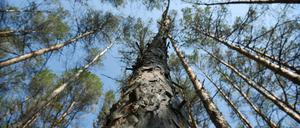 Kiefern, Kiefern, Kiefern - Brandenburgs Wälder sind mitunter eher monoton. Ob das im Klimawandel so bleiben kann oder sich ändern muss, wird in Eberswalde erforscht. 