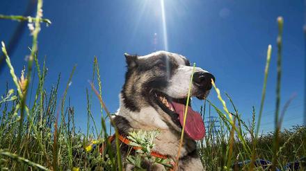 Auch die Hunde-Dame genießt den Sommer.