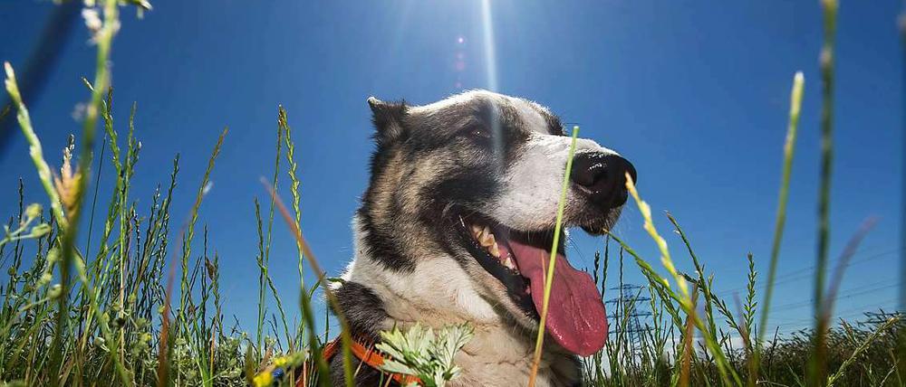 Auch die Hunde-Dame genießt den Sommer.