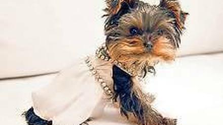 Style-Doggy. Kursleiter Manfred ist eine Pit-Bull-Dame im falschen Körper. Foto: dpa
