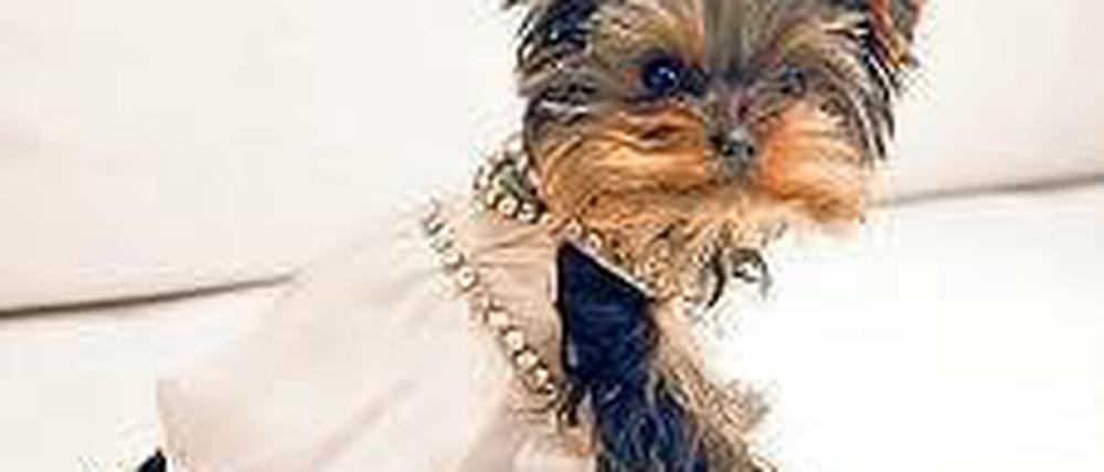 Style-Doggy. Kursleiter Manfred ist eine Pit-Bull-Dame im falschen Körper. Foto: dpa