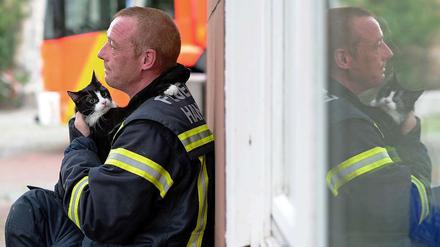 Die Katze und der Feuerwehrmann - ein gar nicht so ungewöhnliches Paar.