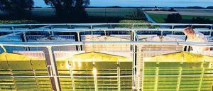 Lebende Fabrik. Heute werden zum Beispiel gewöhnliche Algen genutzt, um Chemikalien zu produzieren. Künftig sollen das künstliche Organismen übernehmen. 