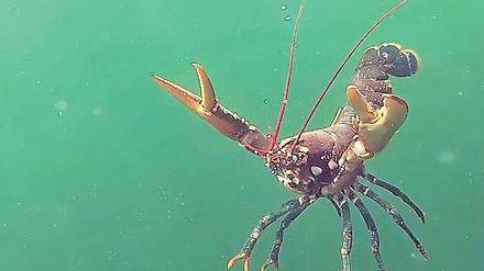 Ein Hummer schwimmt in der Nordsee vor Helgoland.
