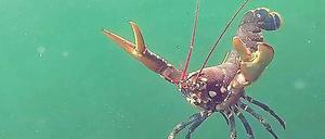 Ein Hummer schwimmt in der Nordsee vor Helgoland.