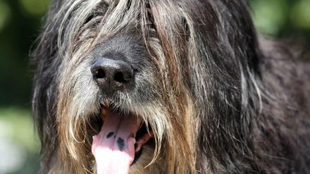 Für Hunde gibt es in Berlin nicht genügend Auslaufflächen.