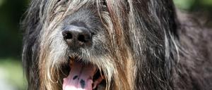 Für Hunde gibt es in Berlin nicht genügend Auslaufflächen.