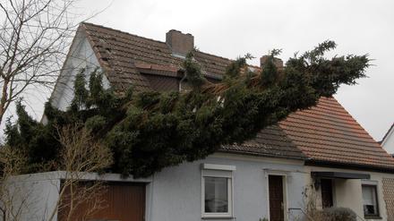 Eine Fichte hat sich im Stadtteil Lankwitz auf die Garage eines Hauses gelegt. +++ dpa-Bildfunk +++
