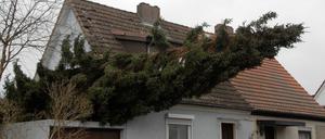 Eine Fichte hat sich im Stadtteil Lankwitz auf die Garage eines Hauses gelegt. +++ dpa-Bildfunk +++