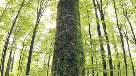 Billiger Rohstoff. Buchen im Steigerwald.
