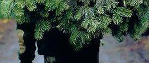 Sie sind dann mal weg. Ab 10. Januar werden die Weihnachtsbäume entsorgt. Foto: dpa