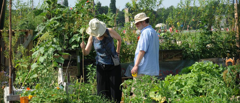 Auf dem Allmende-Kontor auf dem Tempelhofer Feld wird  Gemüse und Obst in selbstgezimmerten Hochbeeten angebaut