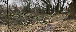 Gefällte Bäume am Panke-Ufer in Buch.