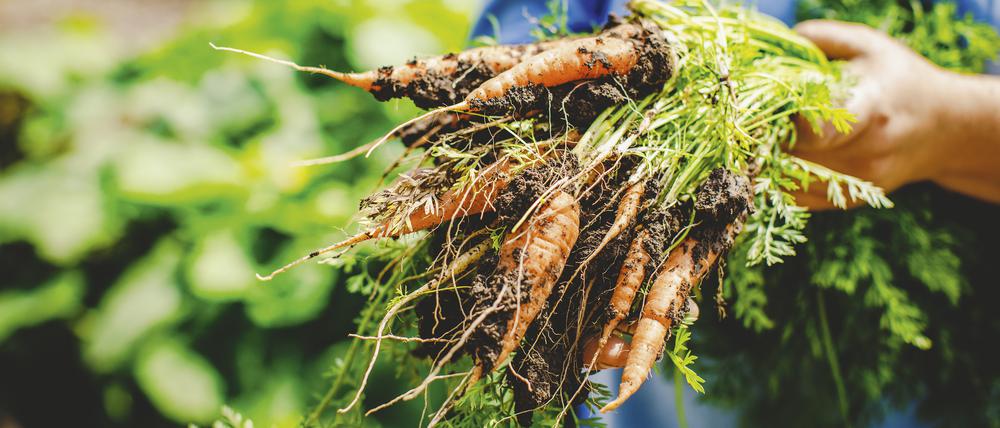 Die gedeihen am besten: Köchin Maria Groß mit frisch geernteten Möhren.