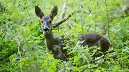 Seit 1990 wachsen die Wildbestände in Brandenburg kontinuierlich an.