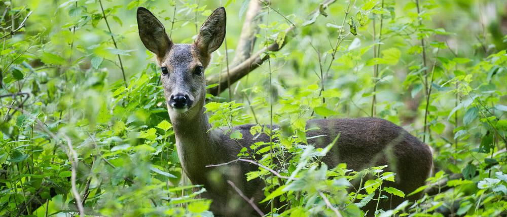 Seit 1990 wachsen die Wildbestände in Brandenburg kontinuierlich an.