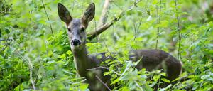 Seit 1990 wachsen die Wildbestände in Brandenburg kontinuierlich an.