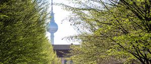 Straßenbäume in Berlin.