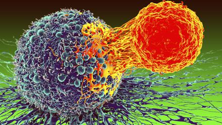  So soll es sein: Eine T-Abwehrzelle (rechts) attackiert in dieser Illustration eine mutierte Krebszelle. Doch diese kann das Immunsystem auch überlisten. 