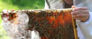 Imkerin mit Bienewabe