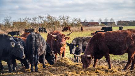 Angus- und Salers-Rinder auf Hof „Gut & Bösel“ in Alt Madlitz.