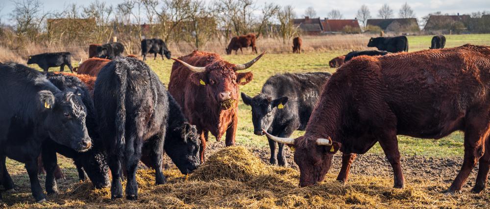 Angus- und Salers-Rinder auf Hof „Gut & Bösel“ in Alt Madlitz.