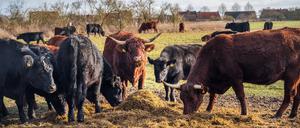 Angus- und Salers-Rinder auf Hof „Gut & Bösel“ in Alt Madlitz.