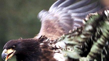 Adler