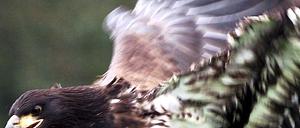 Adler